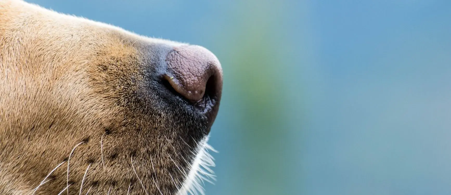 Close-up of a dog's nose with the text "dog nose" displayed above it.