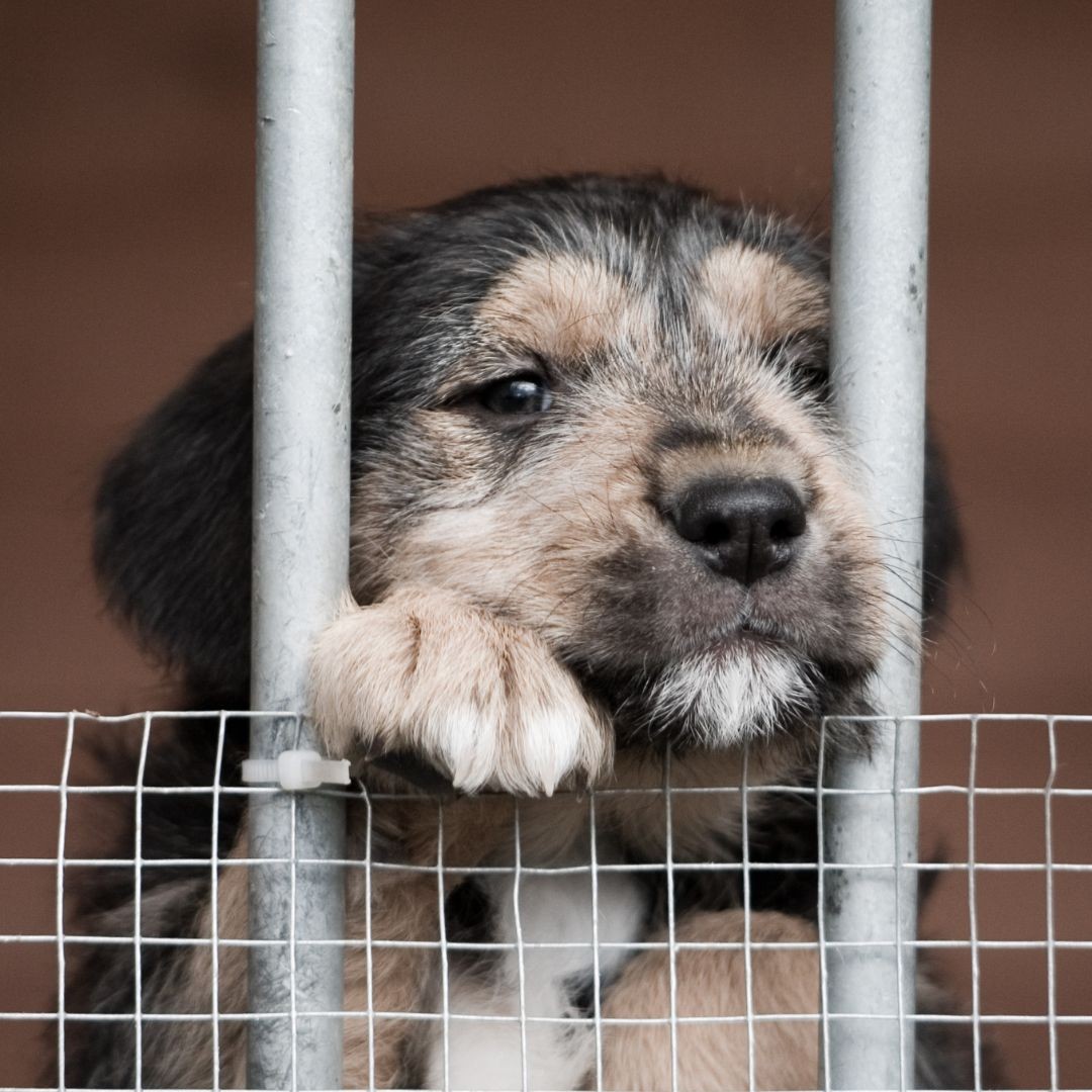 Young puppy poking head between metal bars