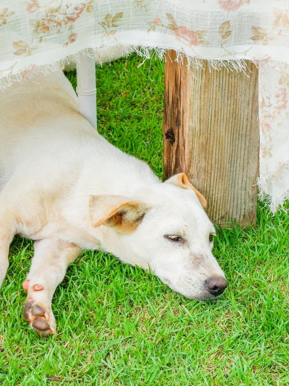 White Dog sleeping under a table in outdoor restaurant,sleepy dog in green grass,