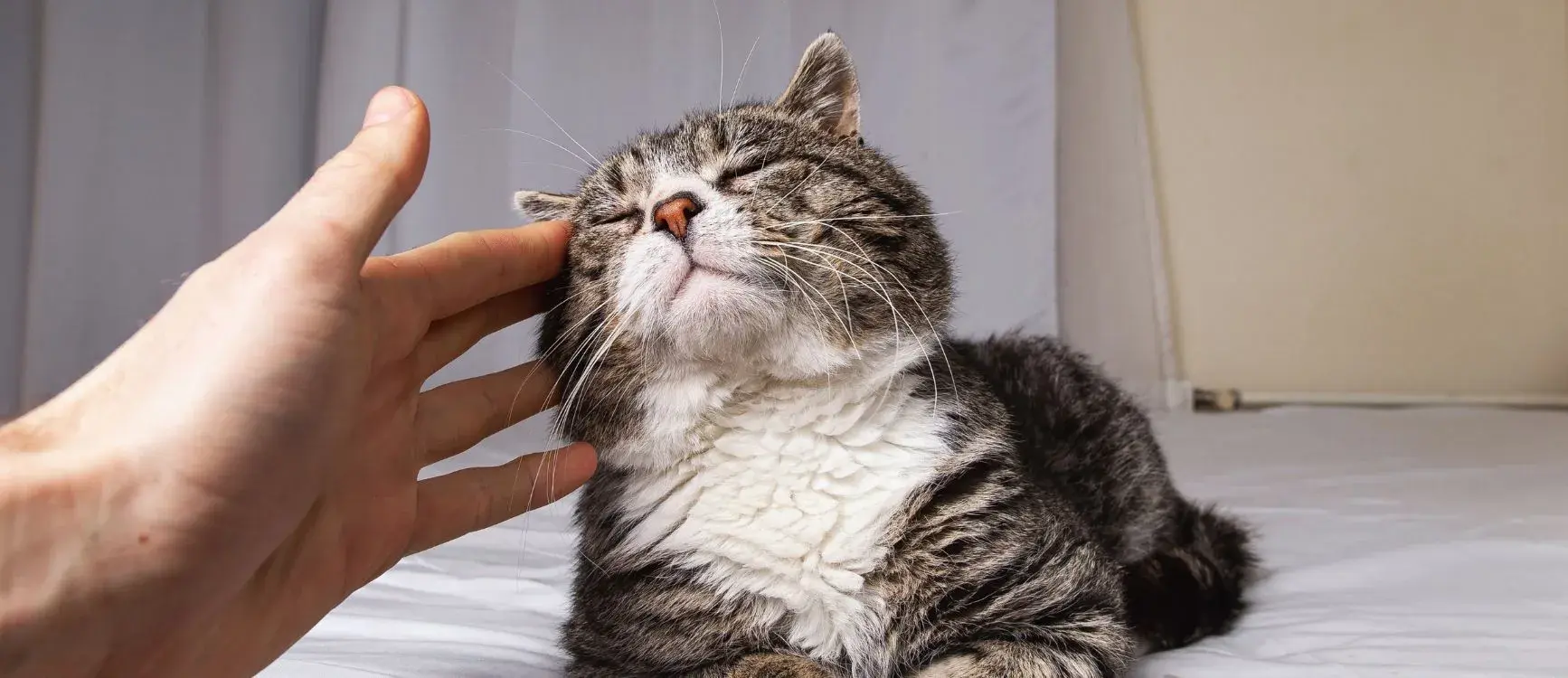 A cat resting on a bed with a hand reaching out to gently pet it.