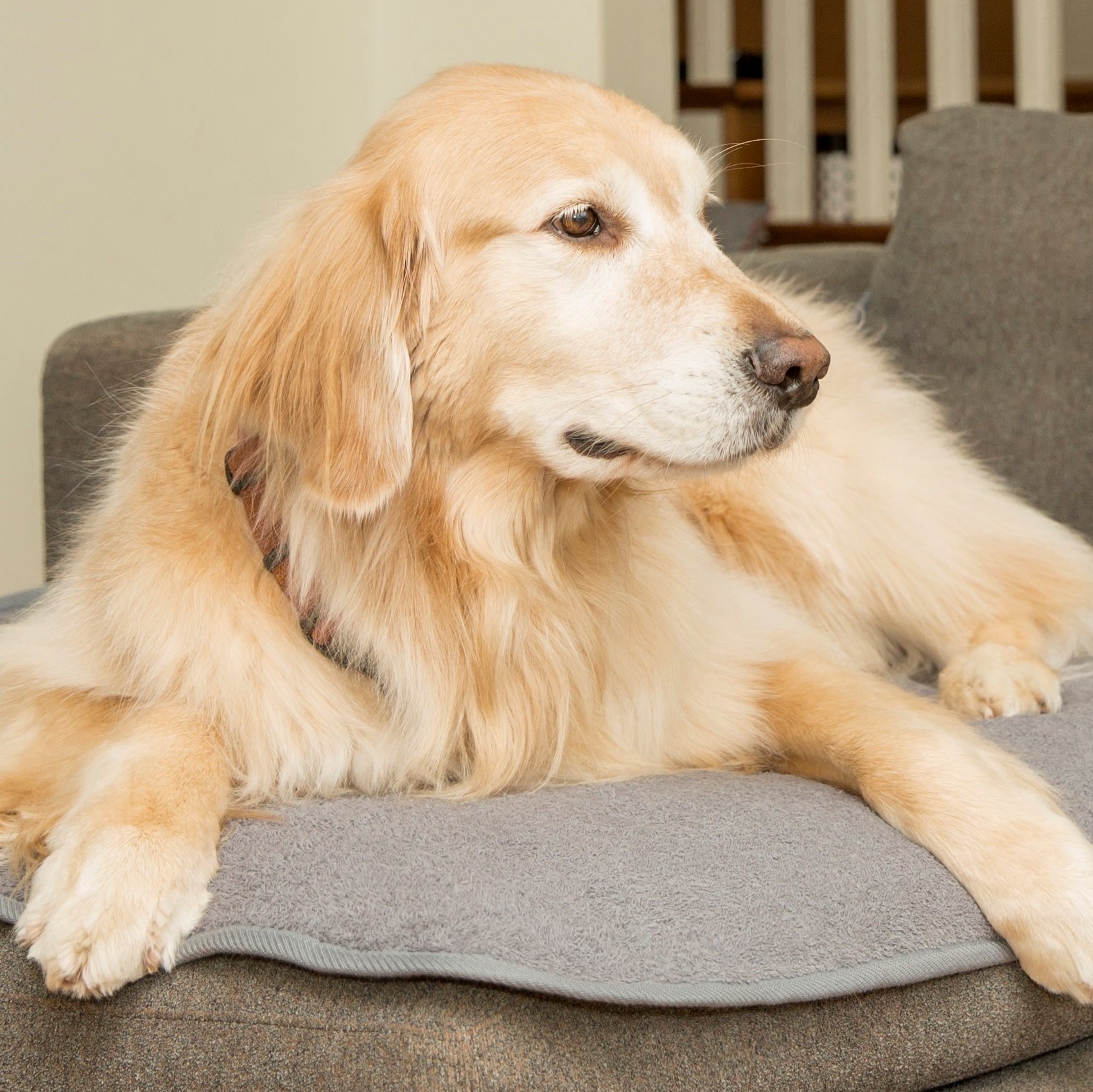 dog on grey washable bed mat on sofa