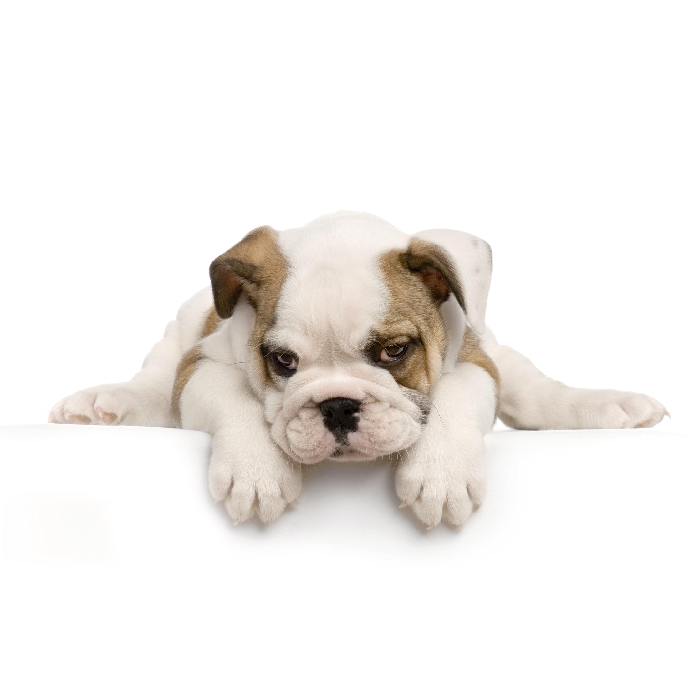 Bulldog puppy