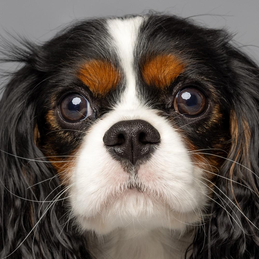 Close-up portrait of a Cavalier King Charles Spaniel with long curly ears, against a soft gray backdrop.