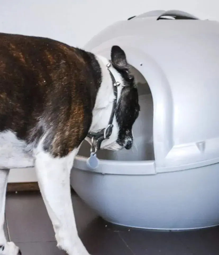 A dog pushing its head into a covered cat litter box.
