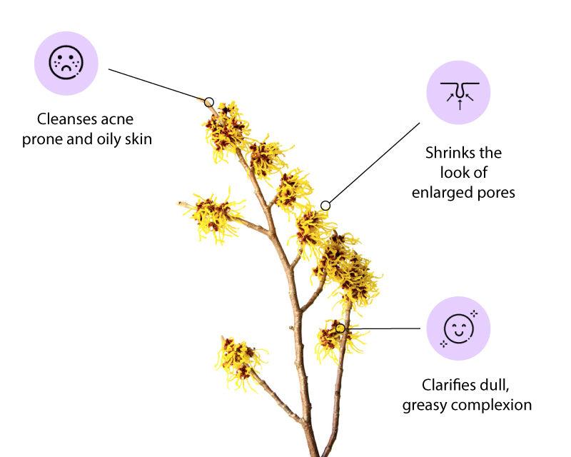 #6 THE TONER OF THE ANCIENTS, WITCH HAZEL EXTRACT!