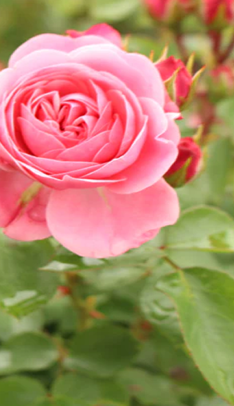 Rose oil and rose water are naturally soothing, so they calm the skin, ease irritation, and give your complexion a more even tone - Tablet
