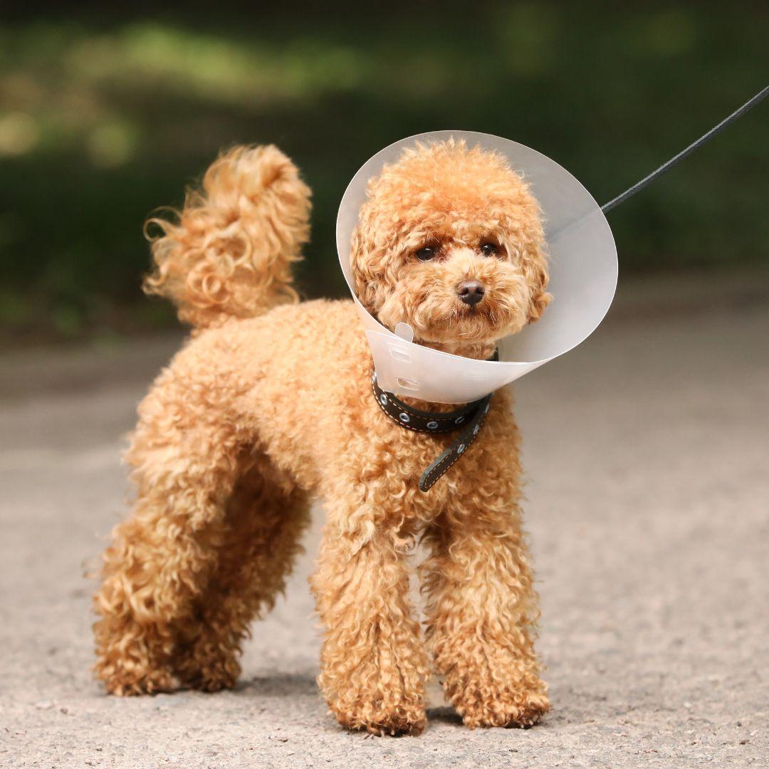 Dog in medical cone