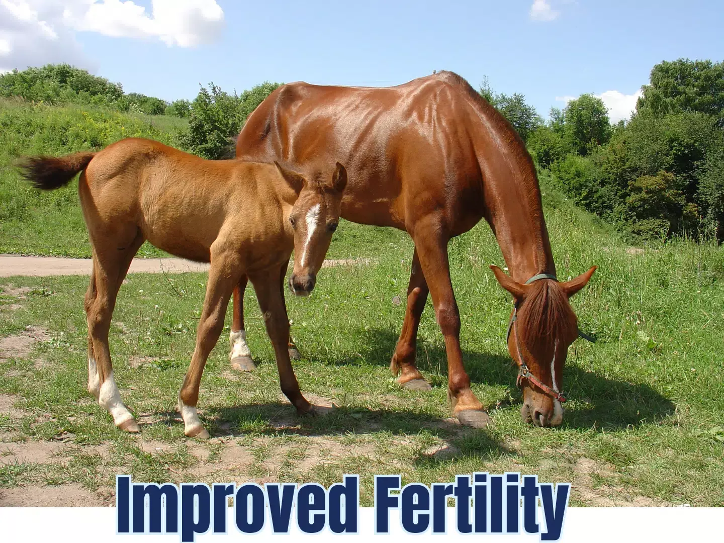 Selvita Equine Improved Fertility