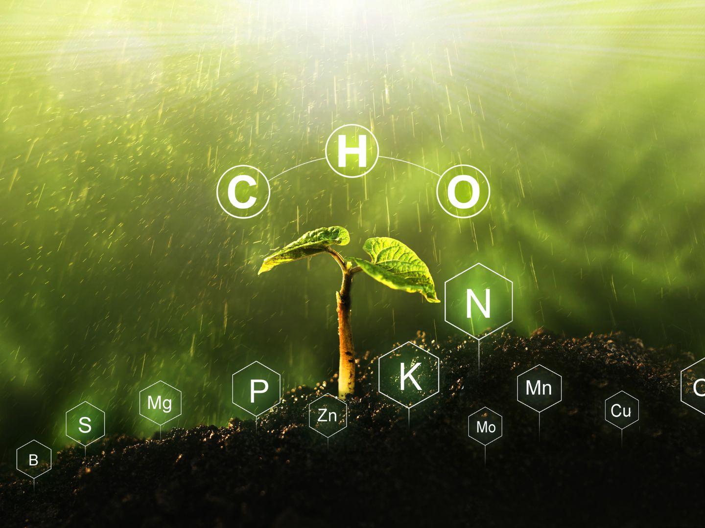 Liquid_Fertiliser_Role_It_Plays_On_Plant_Growth_Nutrients_&Micronutrients_4x3