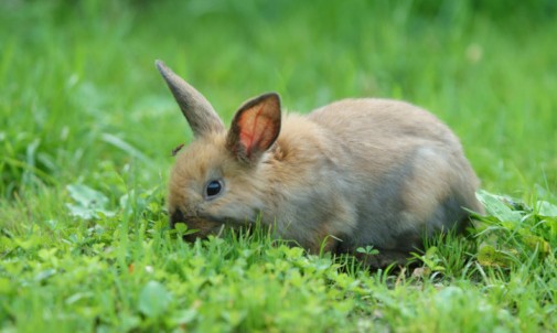 Can My Rabbit Eat Grass? Do's and Don'ts of Eating Grass | Rabbit Hole Hay