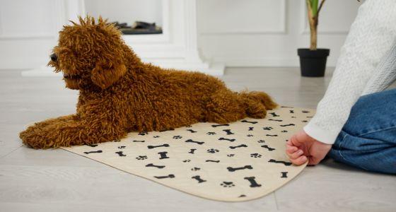 Male dog lying on pee pad