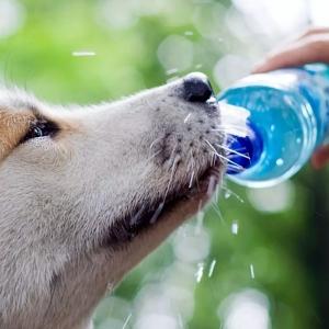 Positive Reinforcement Dog Training