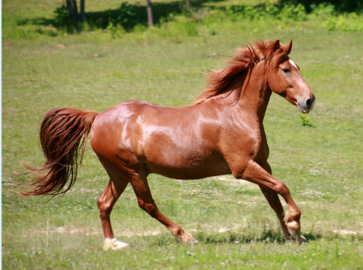 Selvita Equine Brown Horse Galloping