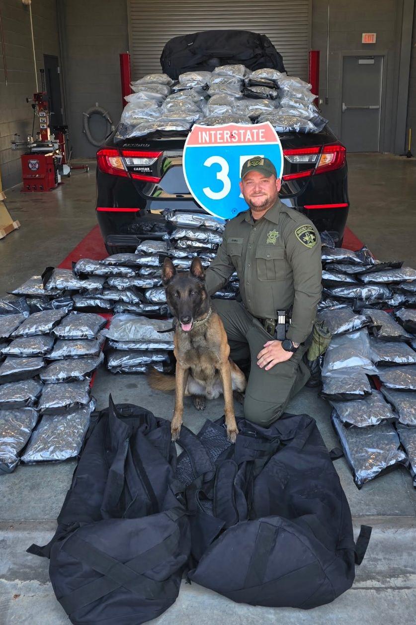 k9 kato