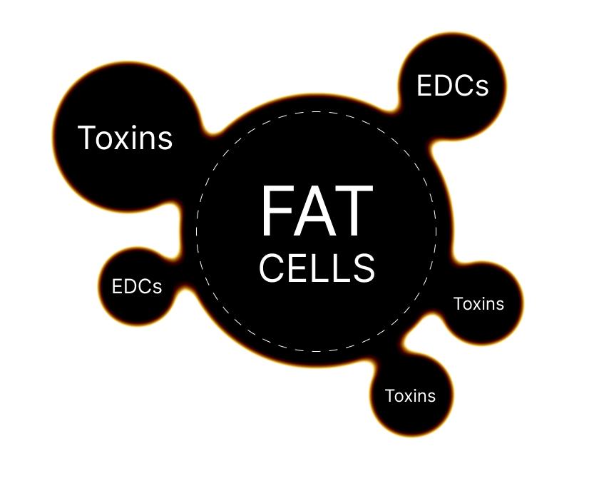 Toxin stick to fat cells