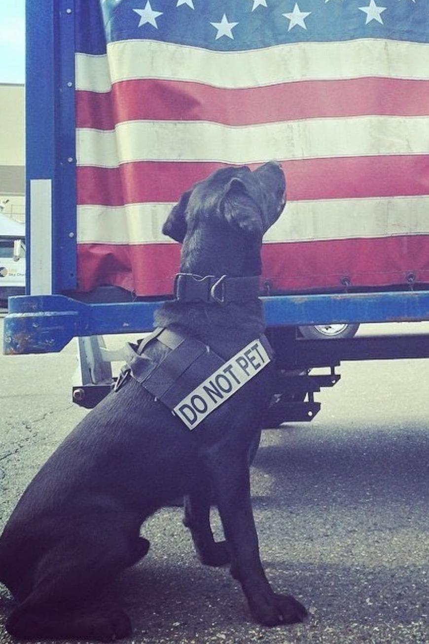 k9 sara and flag