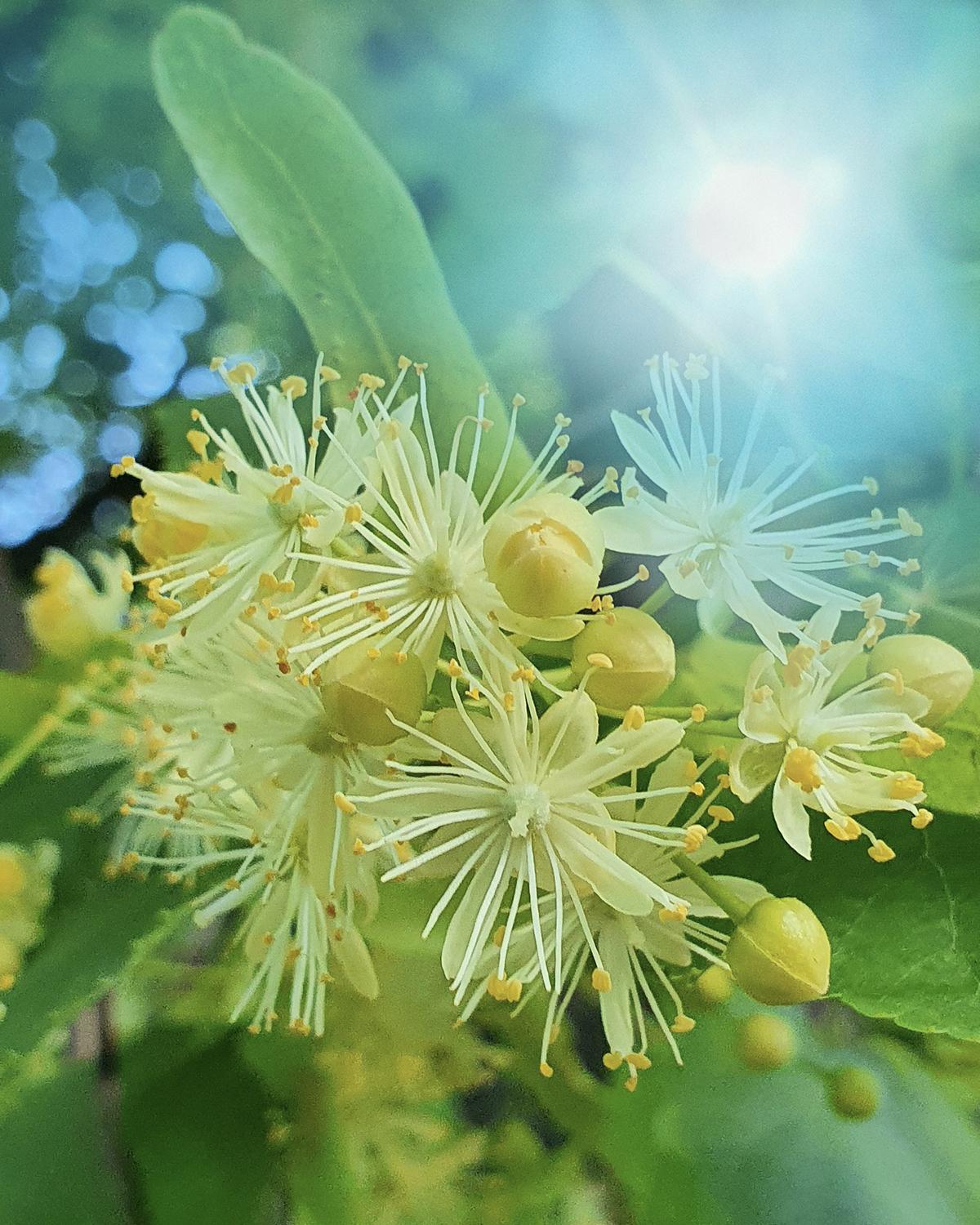 Linden Blossom Accord