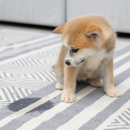 Why does my dog pee on carpet and How to stop It Potty Buddy Potty