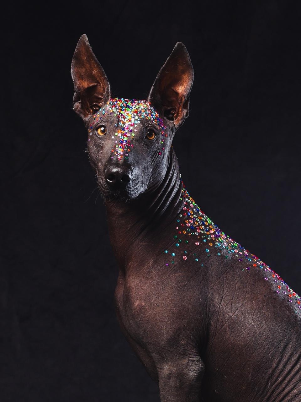 A Mexican Hairless Dog (Xoloitzcuintli) sits on a dark platform with colorful glitter along its head, back, and tail, against a black background. Artistic, modern, and visually striking