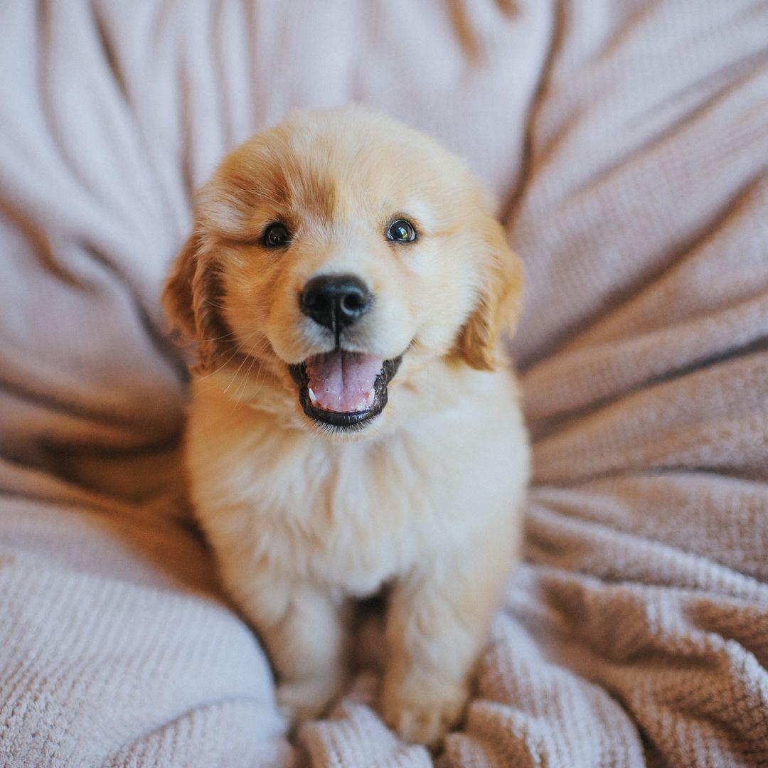 Puppy is smiling