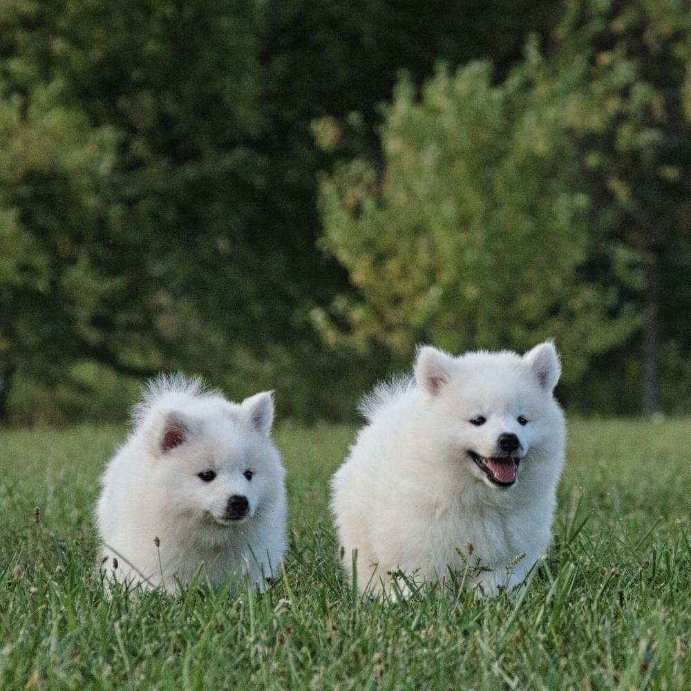 American Eskimo puppies