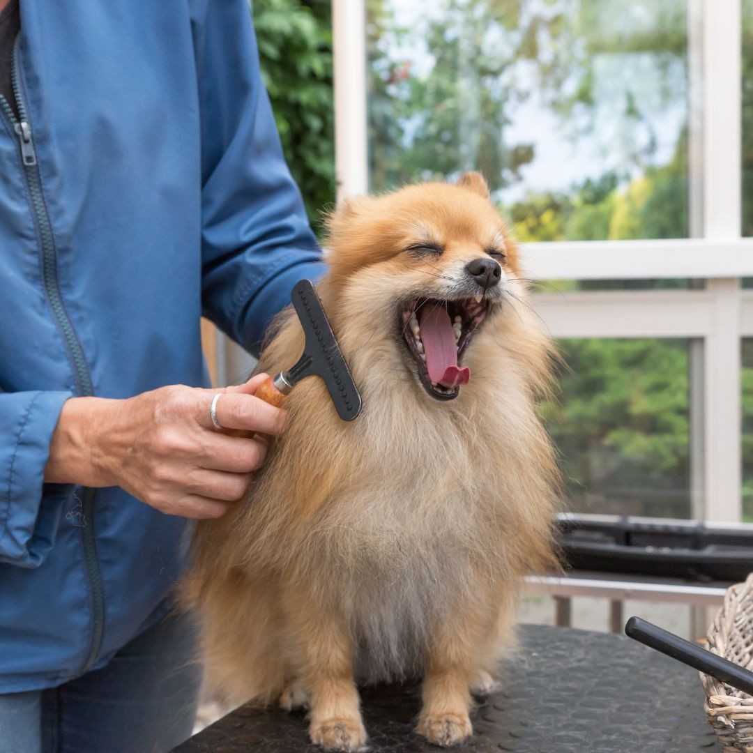 Pomeranian yawning whilst being brushed
