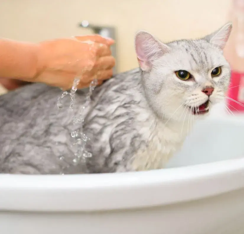 A calm grey cat being rinsed with water after a bath