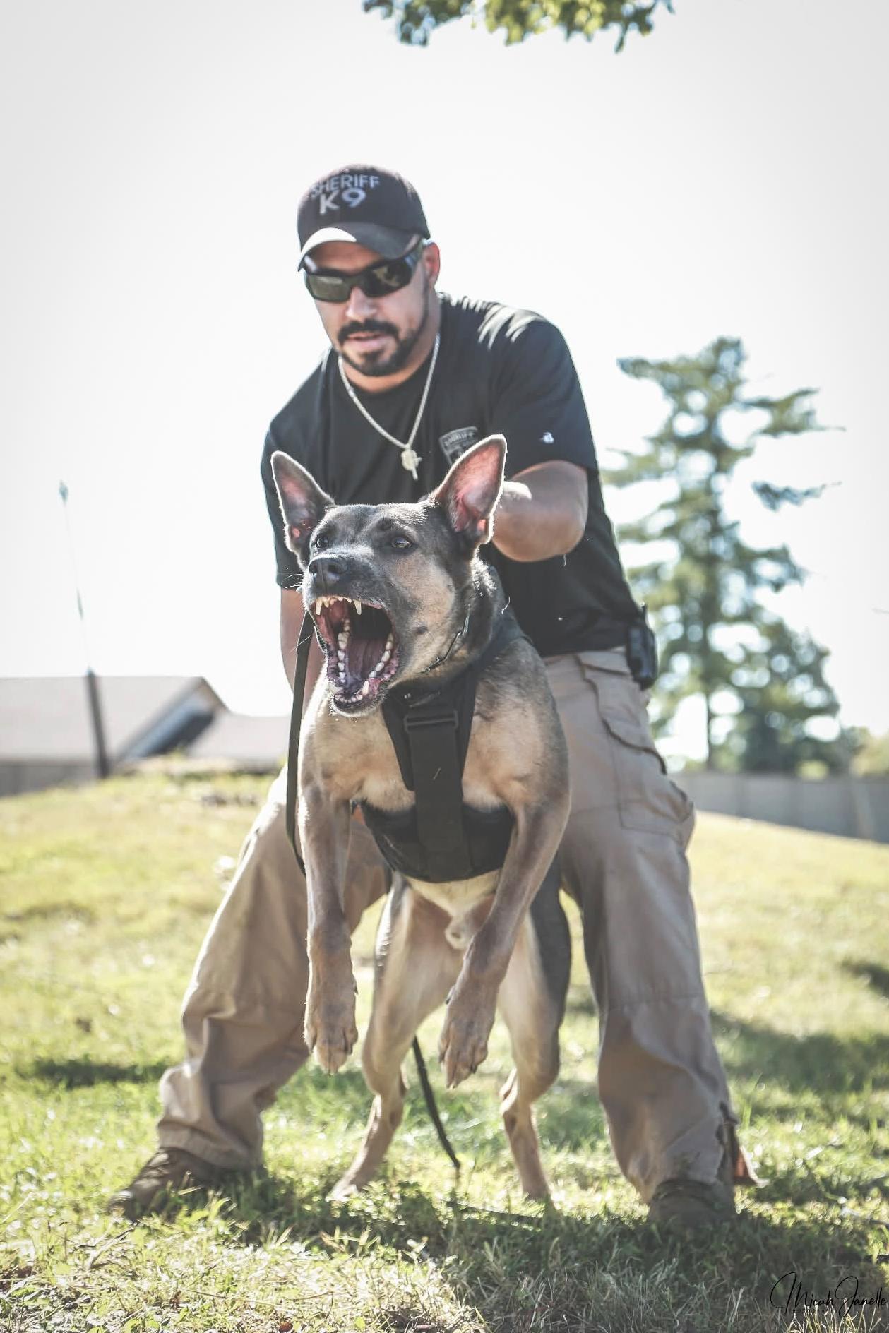 k9 blue attacking