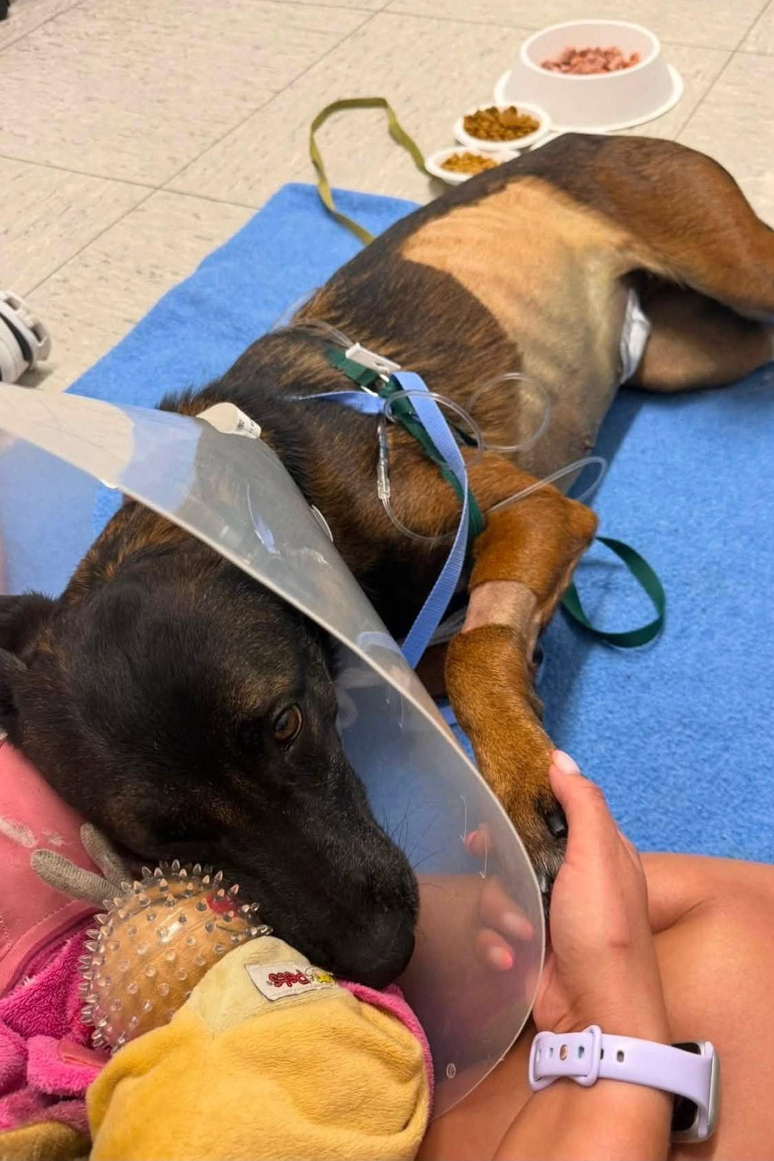k-9 skye at the hospital with her handler
