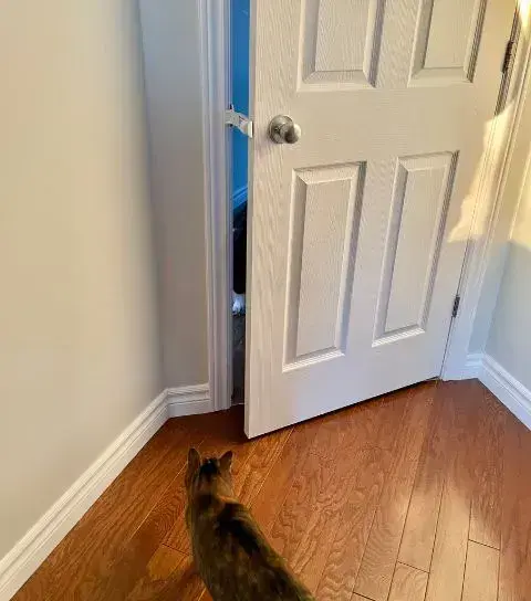 A cat stands in front of a door, showcasing a door buddy prop designed to keep the door open.
