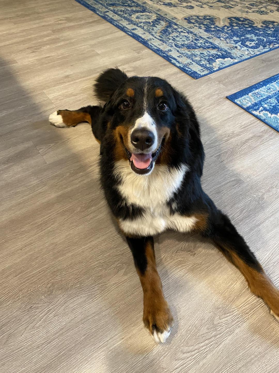 Bernese mountain dog and sales labrador