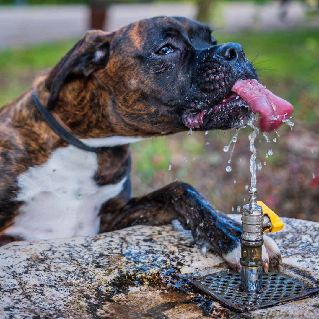 Boxer dog drinking from water fountain