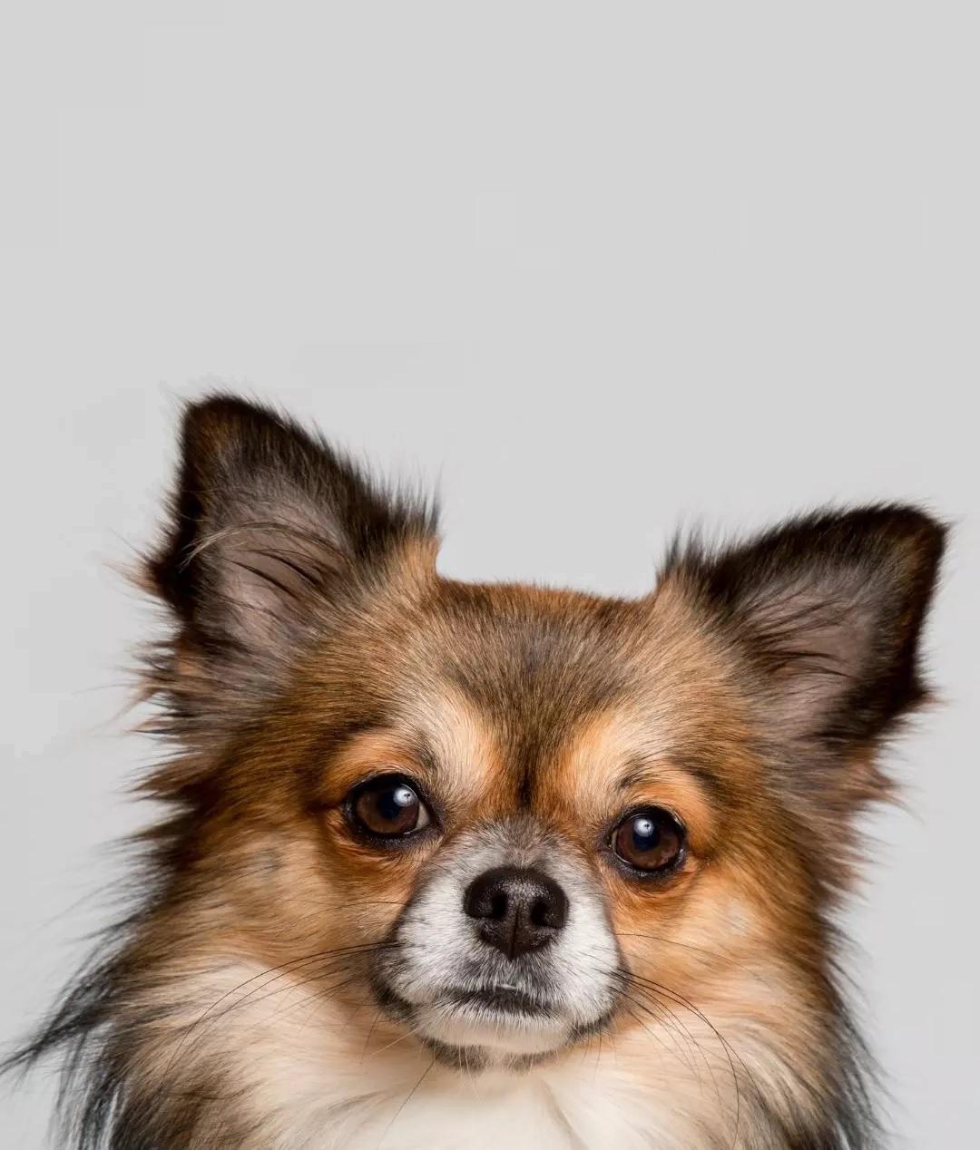Long-haired Chihuahua