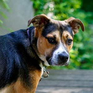 Should You Wake Your Puppy Up to Pee at Night?