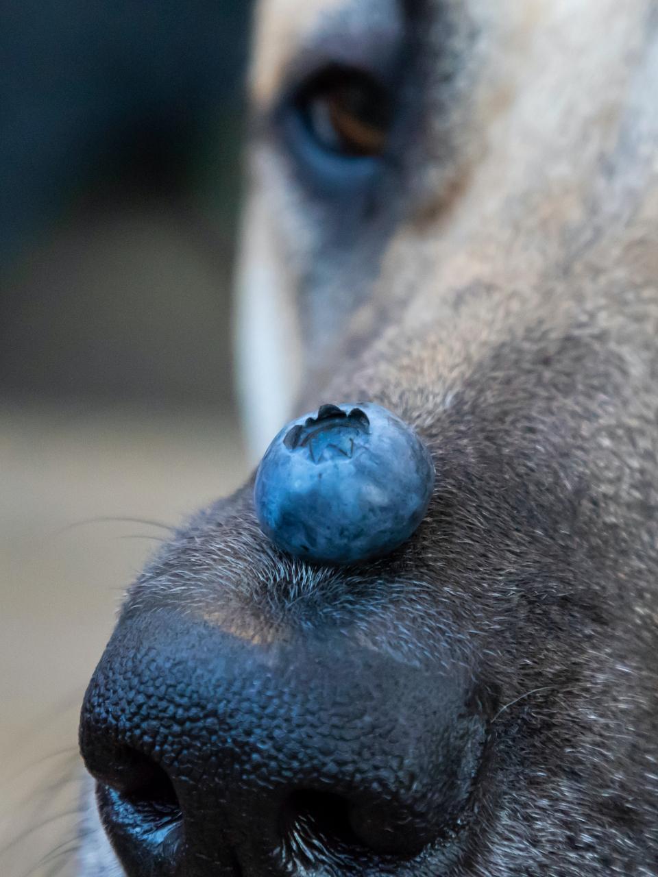 A Cute Dog with a Blueberry on its Nose