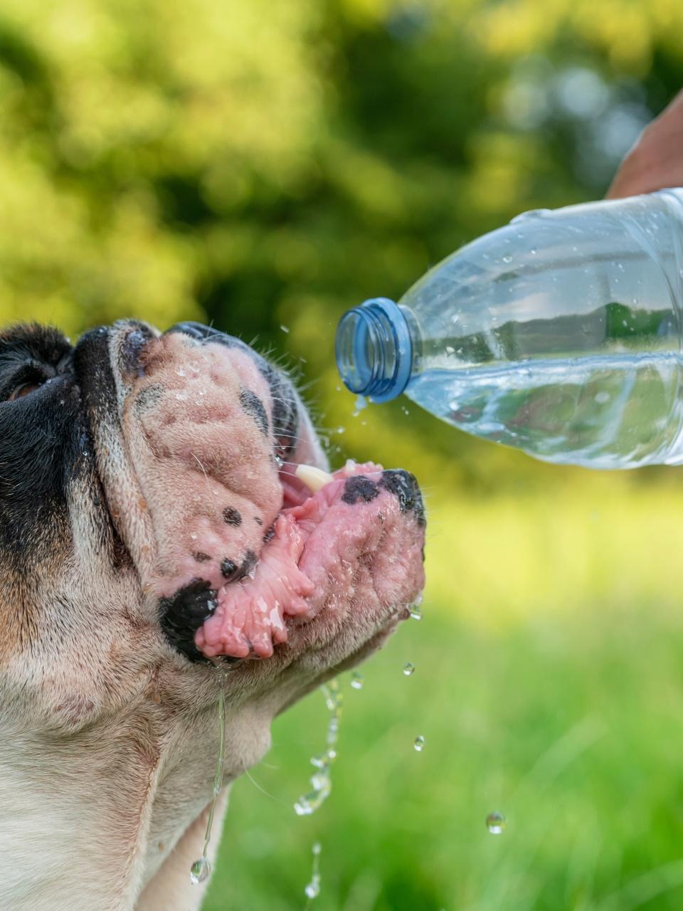 English Bulldog Drinks Water From A Water Bottle