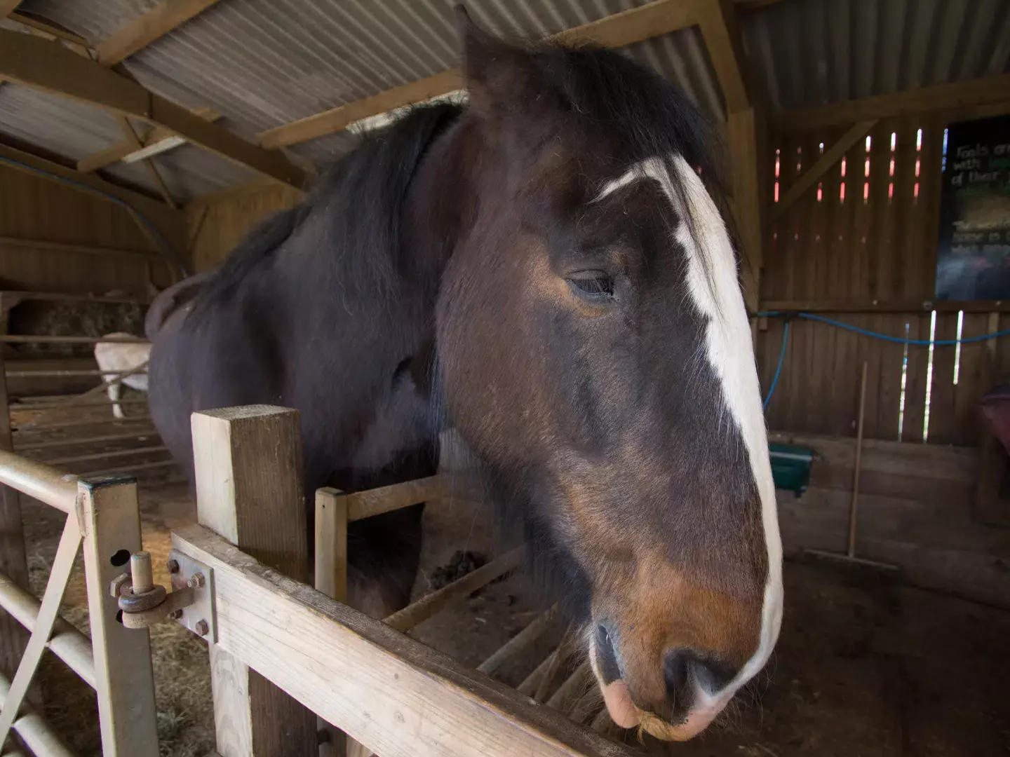 Selvita Equine Horse inside barn