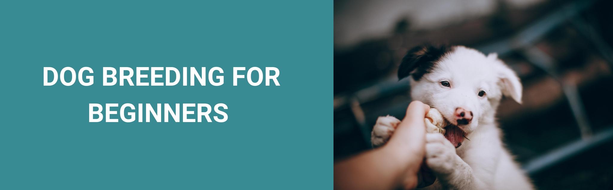 Dog Breeding for Beginners Potty Buddy™