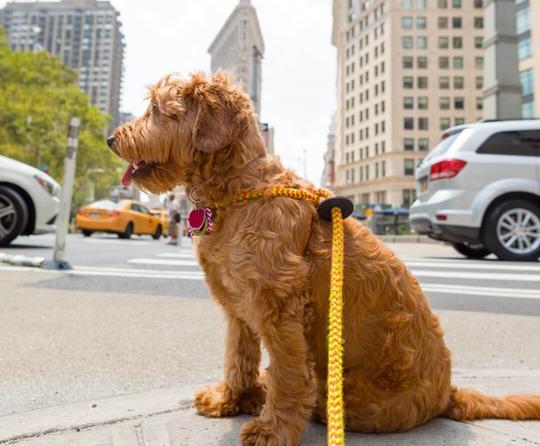 Dogs In The City - Top Tips For Urban Living With A Dog