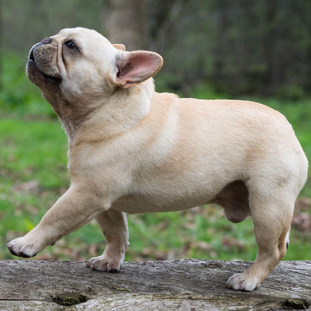 French bulldog