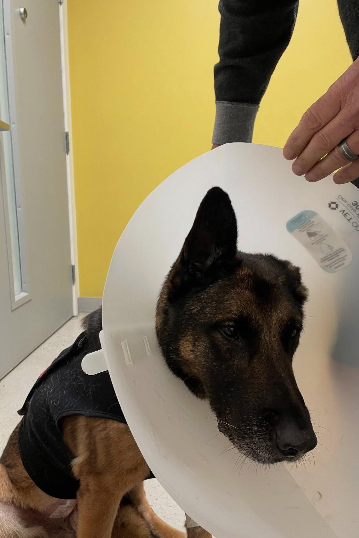 k9 fury and medical cone