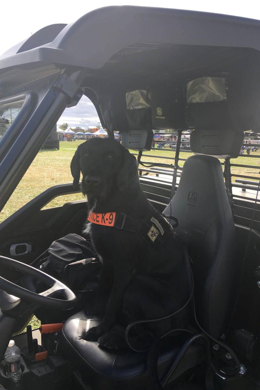 mwd iggy sitting in front of a side by side with his police k-9 jacket on