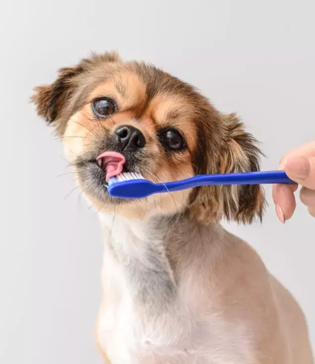 Brush your pet’s teeth regularly to keep their mouths clean!