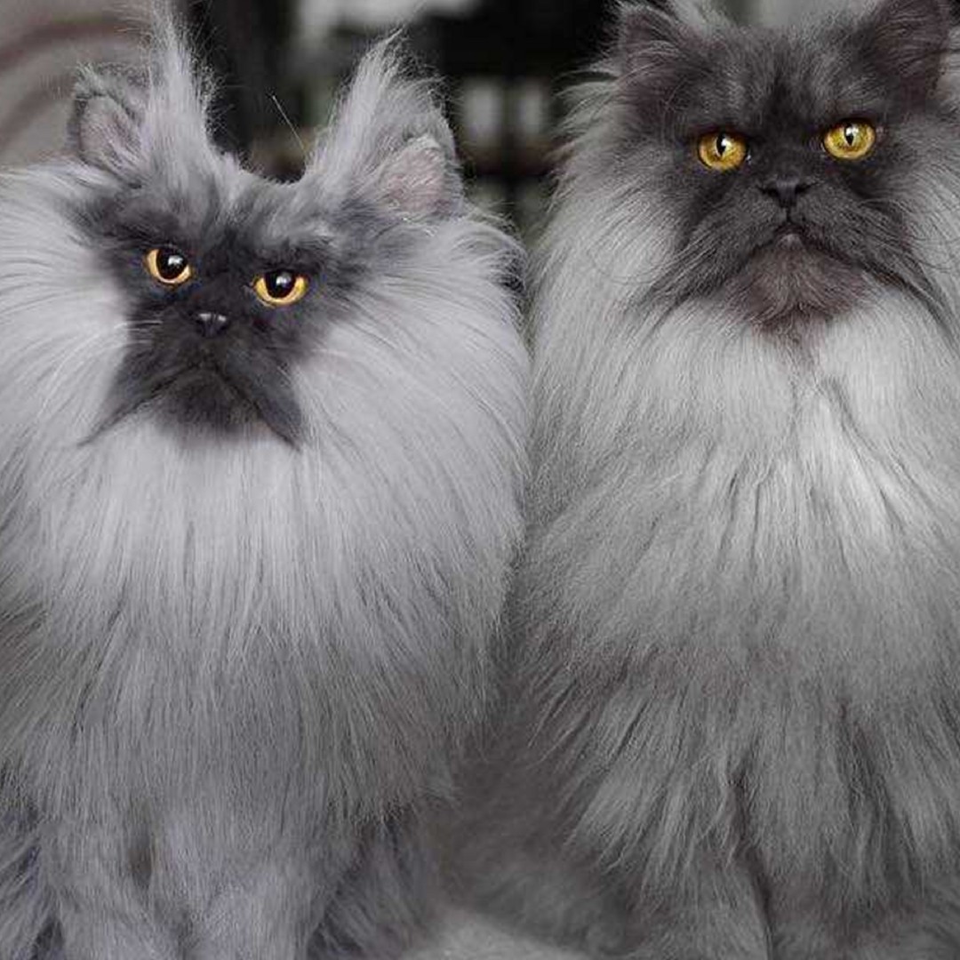 On the left is the cat cuddle clone and the left is the real cat is it based off of