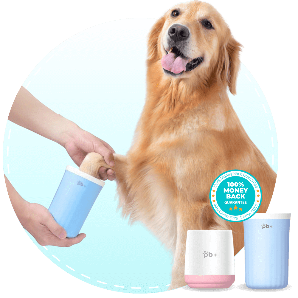 A Golden Retriever getting his paw cleaned with the Potty Buddy Paw Cleaner