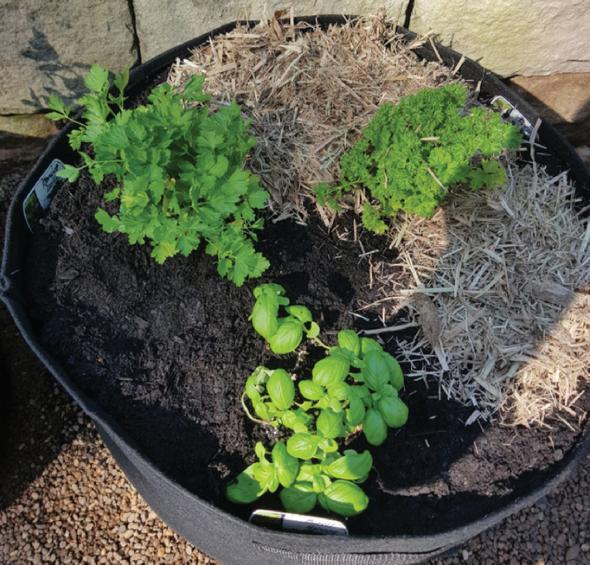 Black Geofelt Veggie Planters — Aussie Gardener