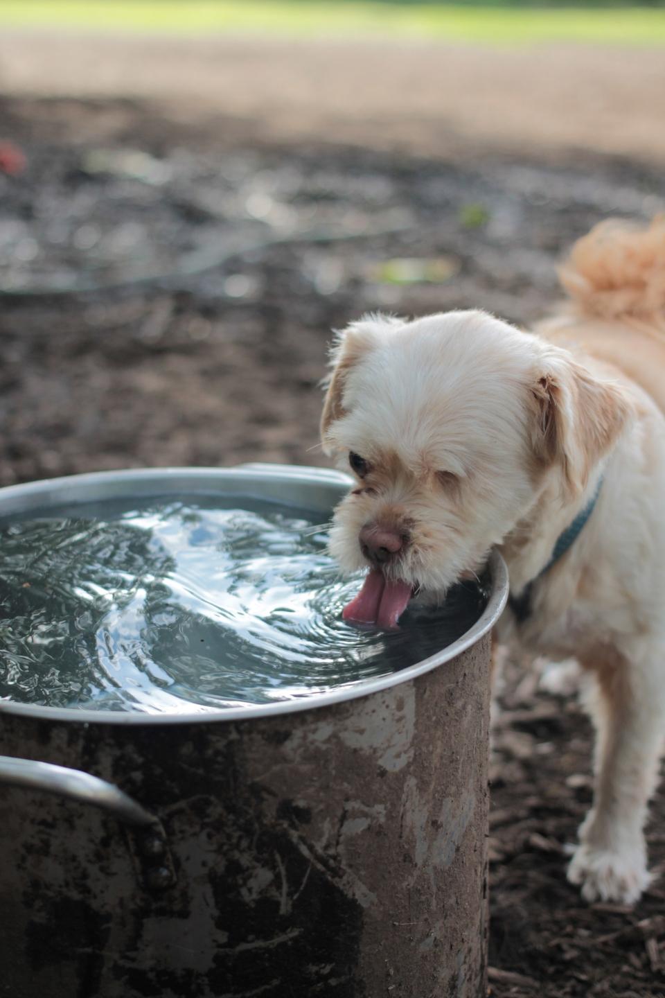 Dog drinking water from bowl