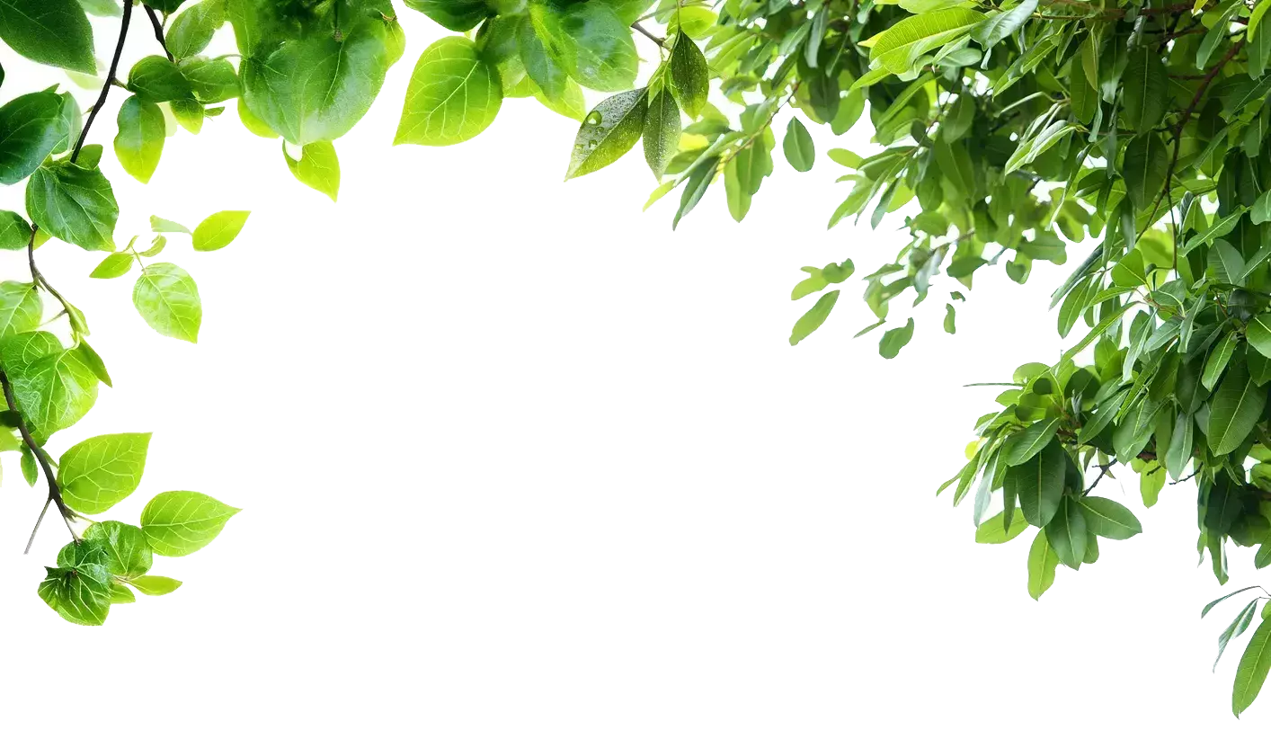 Background leaves