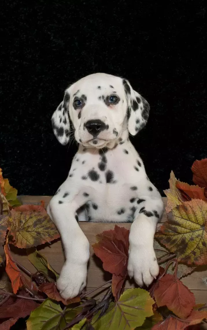 reward dog potty training