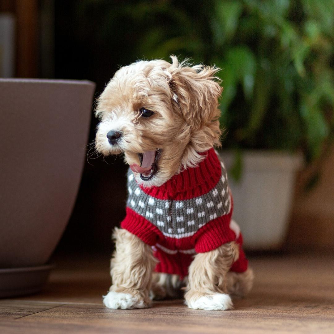 Cute little red Maltipoo puppy